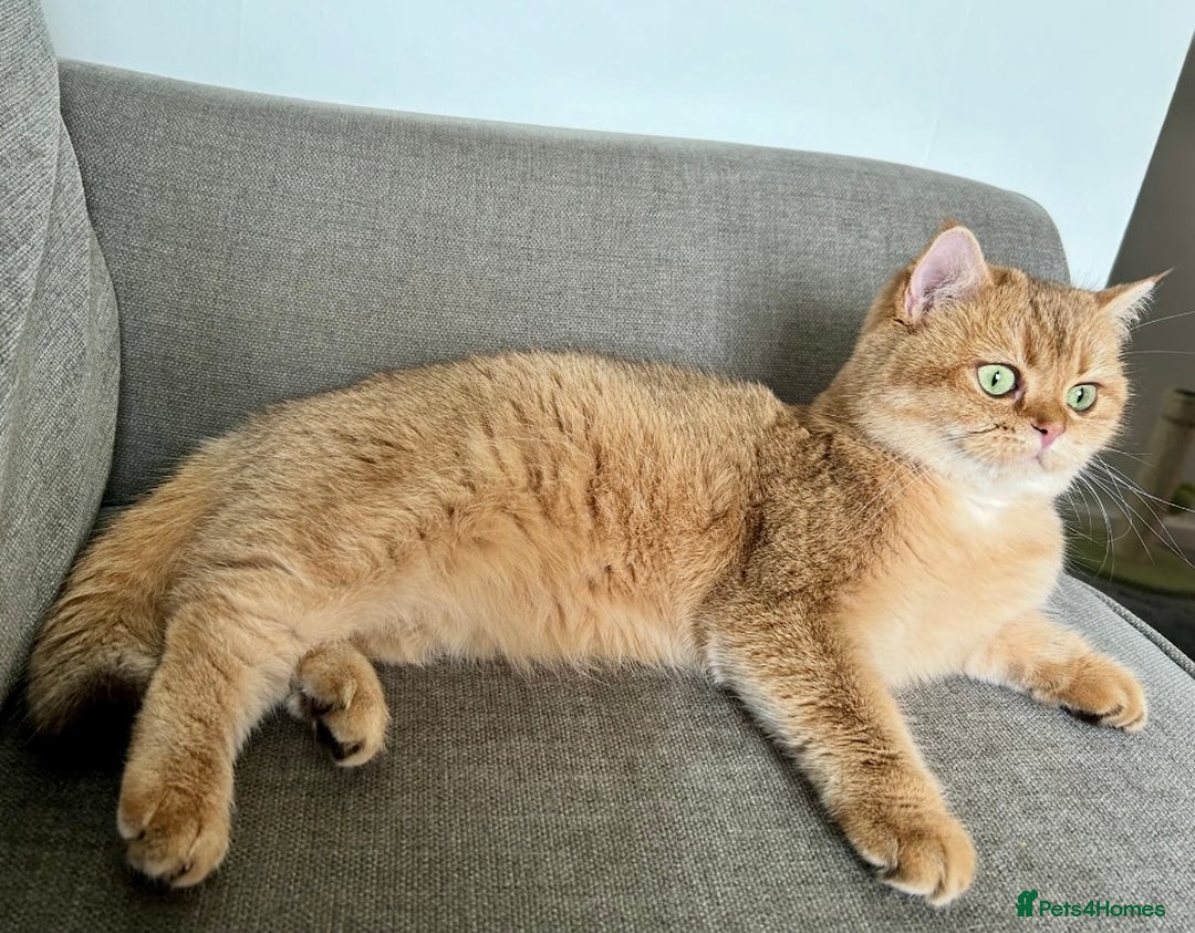 British Shorthair cats for sale: 💚❤️TICA British Shorthair 2 Kittens - Image 10