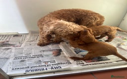 Cockapoo dogs for sale: Gorgeous F2 cockapoo  - Image 3