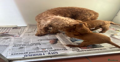 Cockapoo dogs - Advert 7