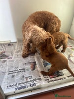 Cockapoo dogs - Advert 7