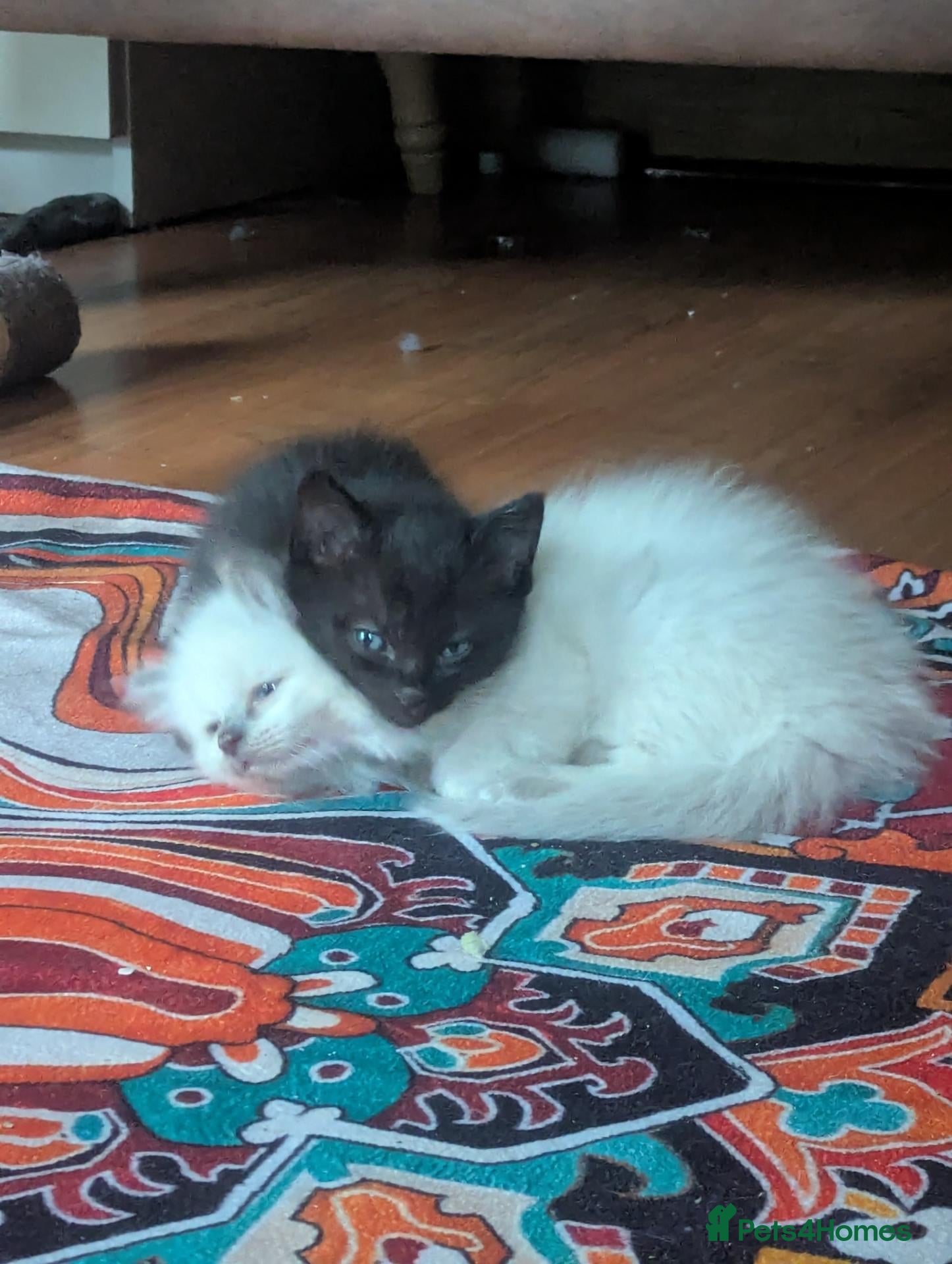 Ragdoll cats for sale: Black 3/4 ragdoll female kitten - Advert 4