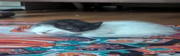 Ragdoll cats for sale: Black 3/4 ragdoll female kitten in Glasgow - Advert 1