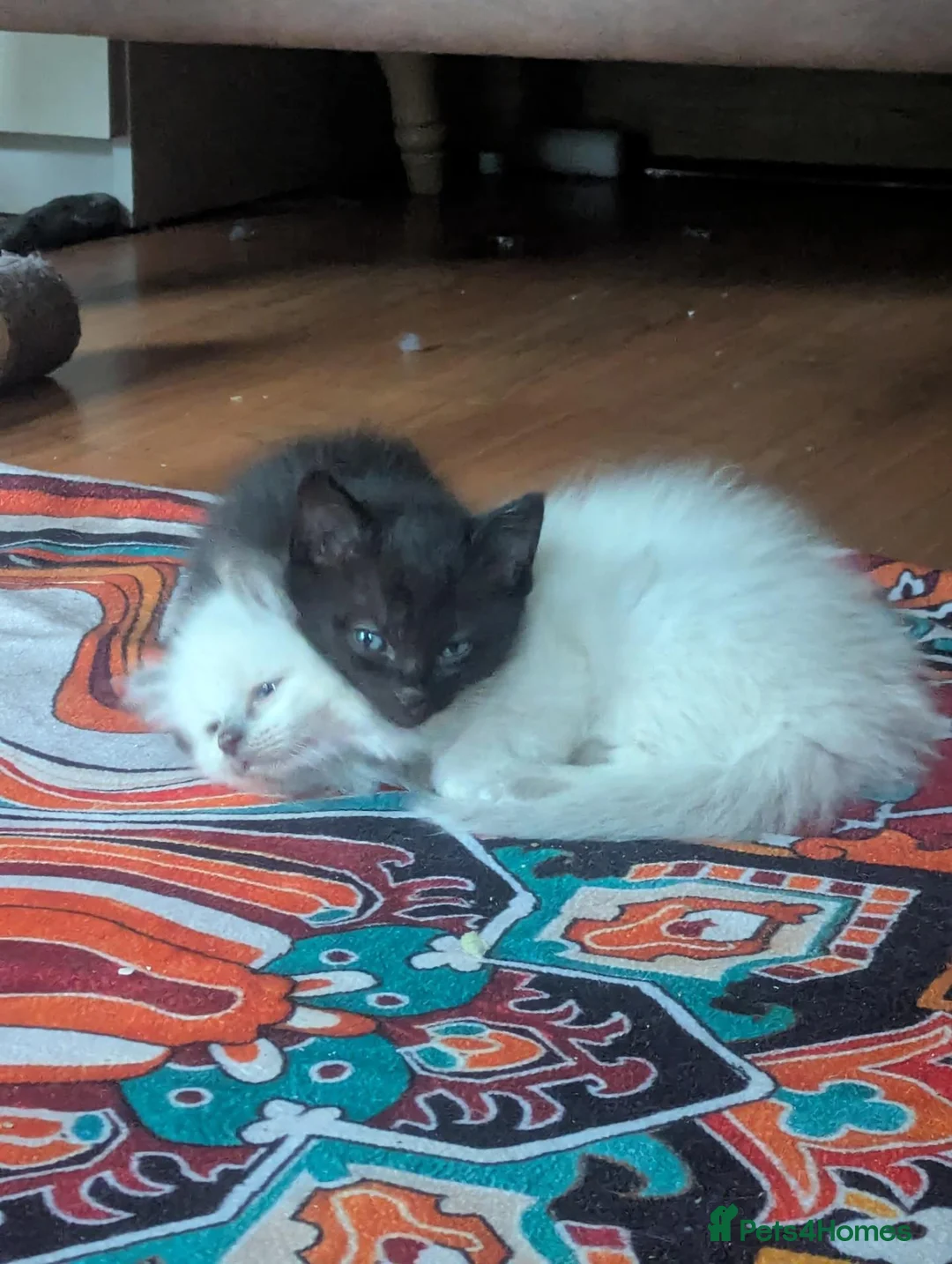 Ragdoll cats for sale: Black 3/4 ragdoll female kitten in Glasgow - Advert 1