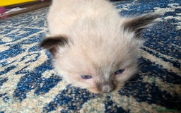 Ragdoll cats for sale: Ragdoll kittens - Image 6