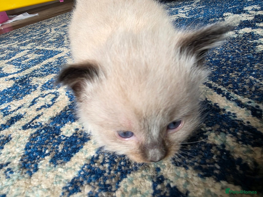 Ragdoll cats for sale: Ragdoll kittens - Image 6