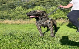 Presa Canario dogs for sale: Presa Canario puppies - Image 3