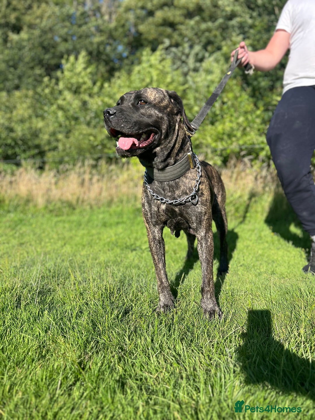 Presa Canario dogs for sale: Presa Canario puppies - Image 3