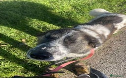 Mixed Breed dogs for adoption: Meet Penny, currently residing in Cheshire  - Advert 7