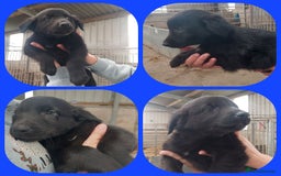 Mixed Breed dogs for sale: Beautiful friendly Labrador x Welsh Collie Puppies - Image 6