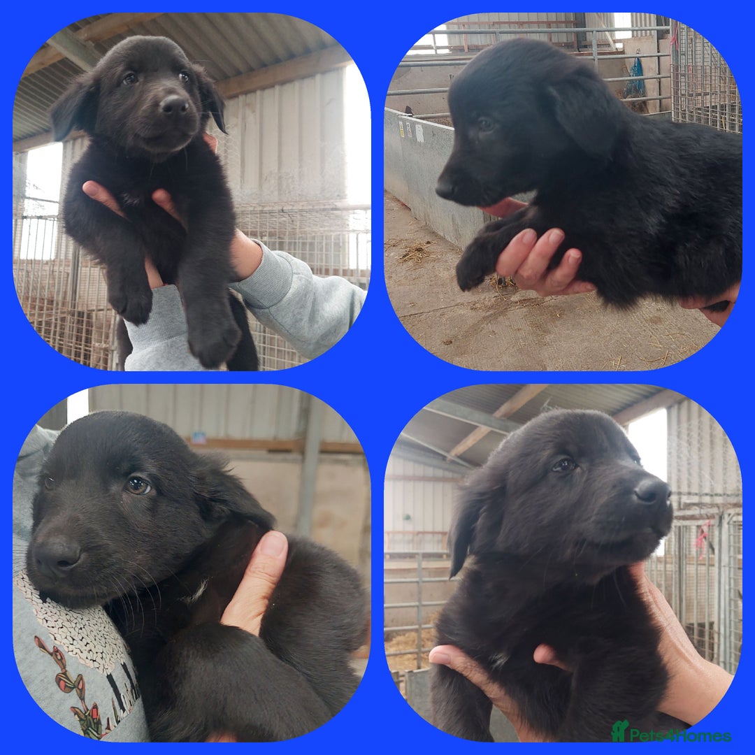 Mixed Breed dogs for sale: Beautiful friendly Labrador x Welsh Collie Puppies - Image 6