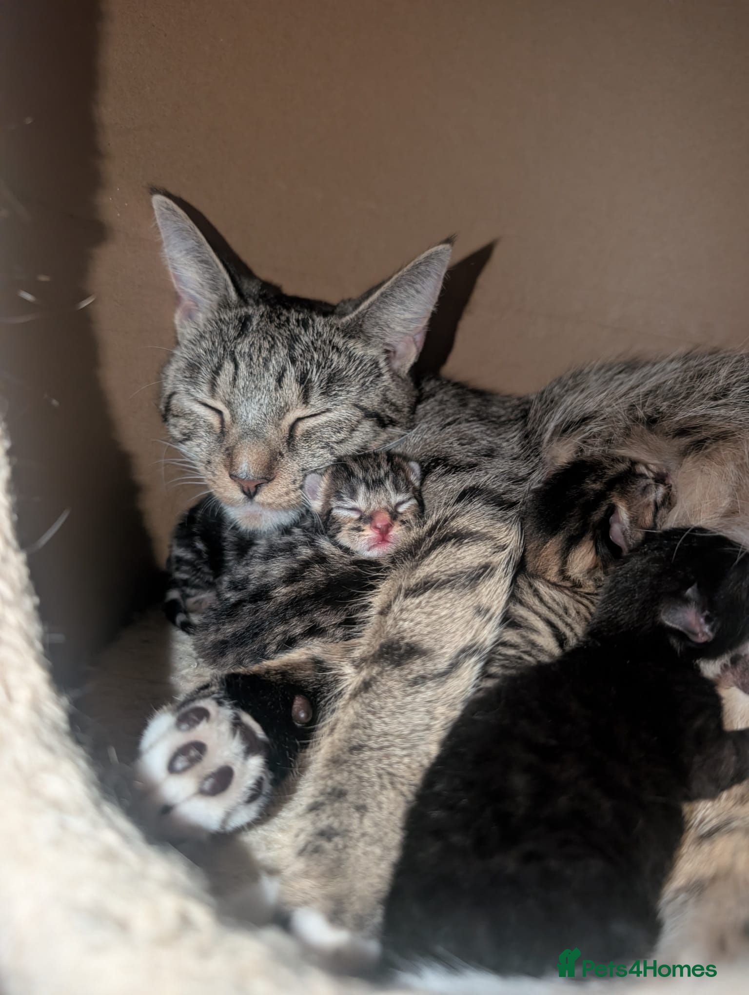 Mixed Breed cats Brand new babies, 1 day old - Advert 1