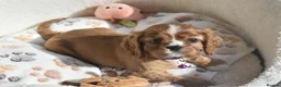 Cavalier King Charles Spaniel dogs for sale: FULLY HEALTH TESTED KC CAVALIERS PUPPIES - Advert 12