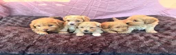 Maltipoo dogs for sale: Our Multipoo fur babies  in Ashford - Advert 3