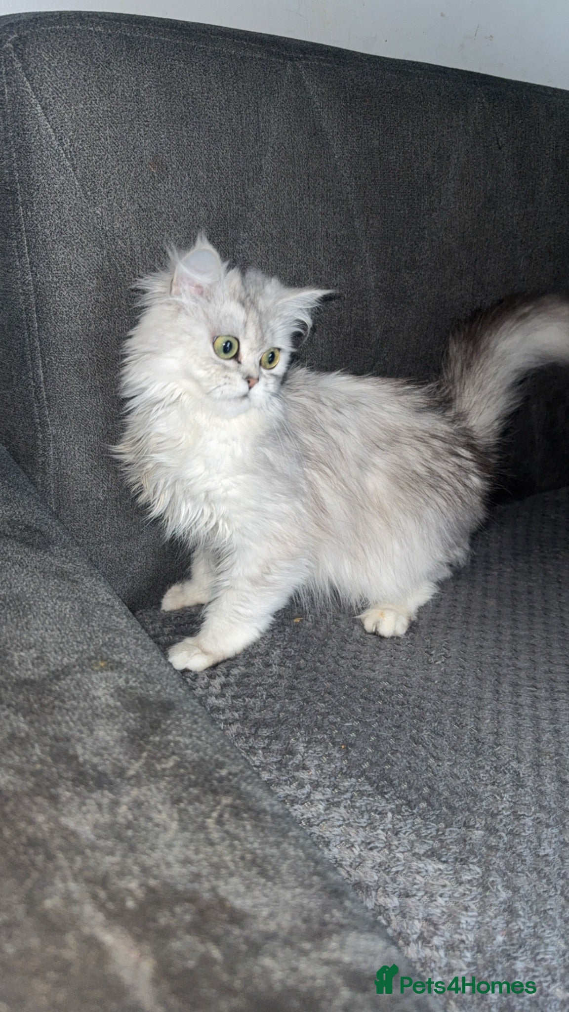 Persian cats Persian chinchilla  - Advert 1