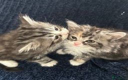 Scottish Fold cats for sale: Gorgeous fluffy Scottish Fold x DSH kittens - Image 30