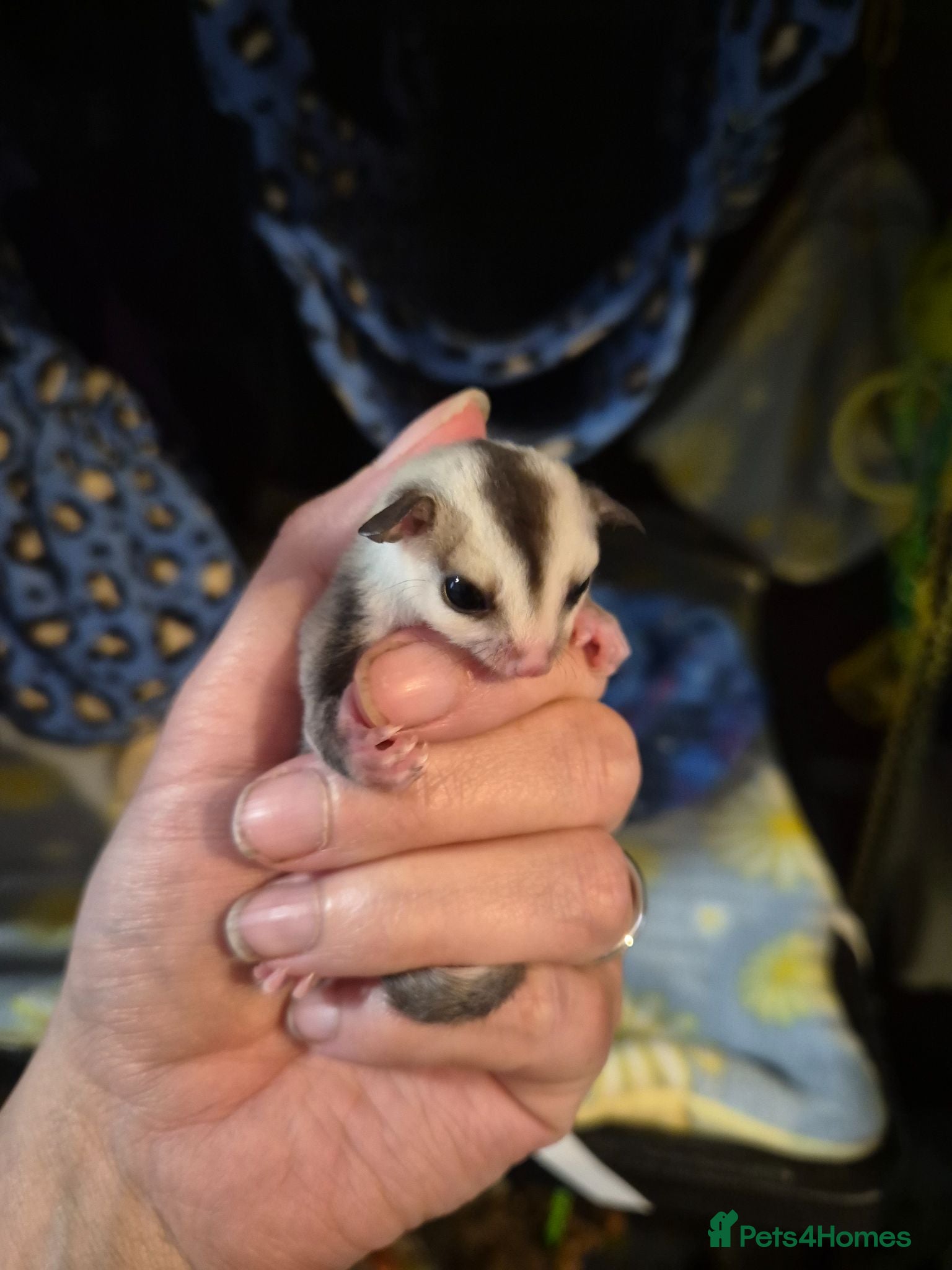 Sugar Glider rodents White face male coming up in august - Advert 20