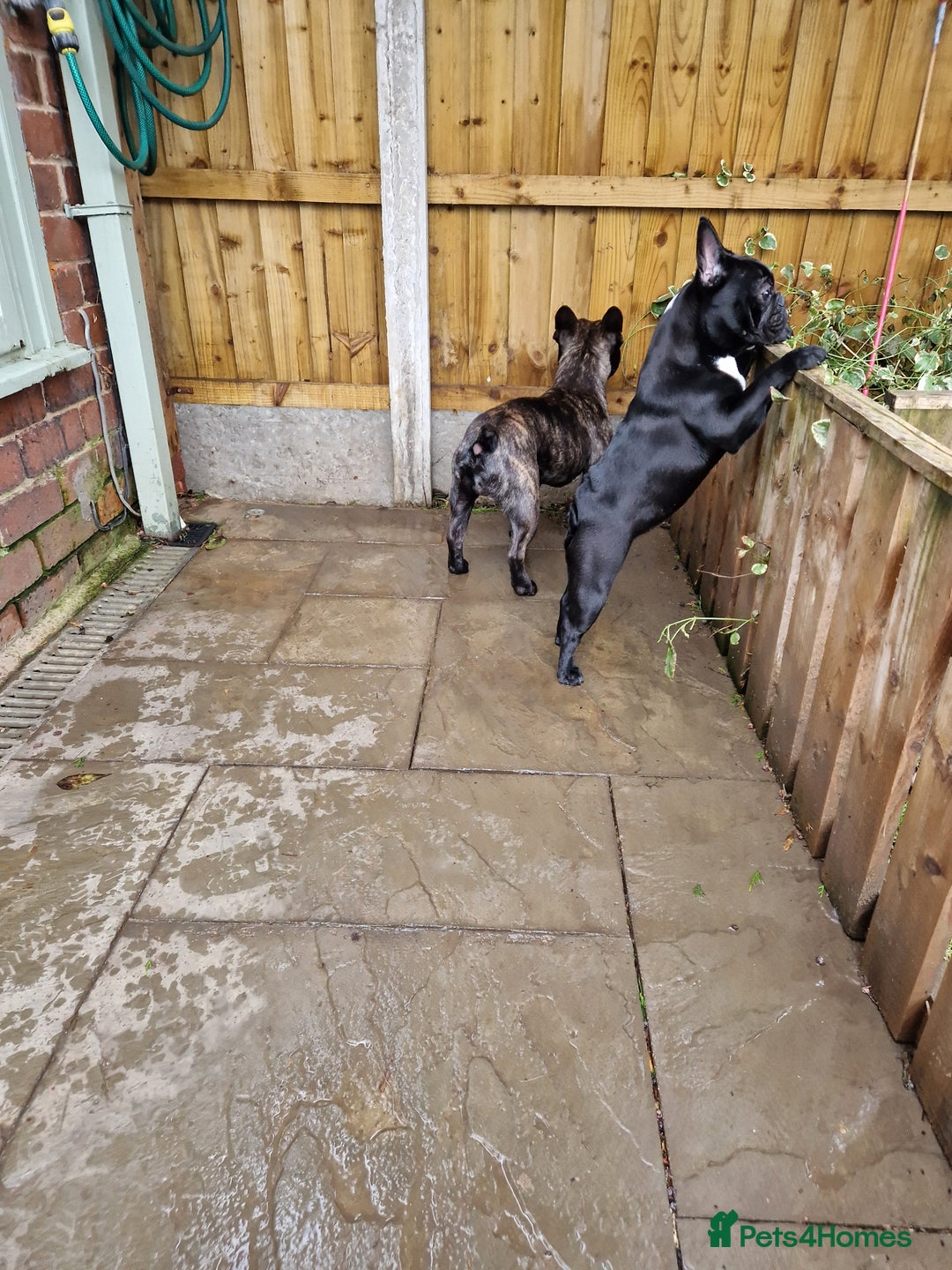 French Bulldog dogs for sale: Beautiful French Bulldog,Looking for a Loving Home - Advert 6