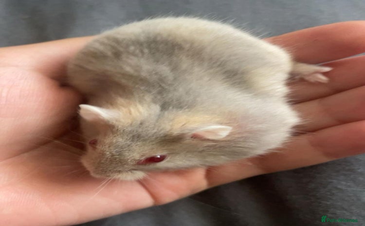 Hamster rodents - Advert 1