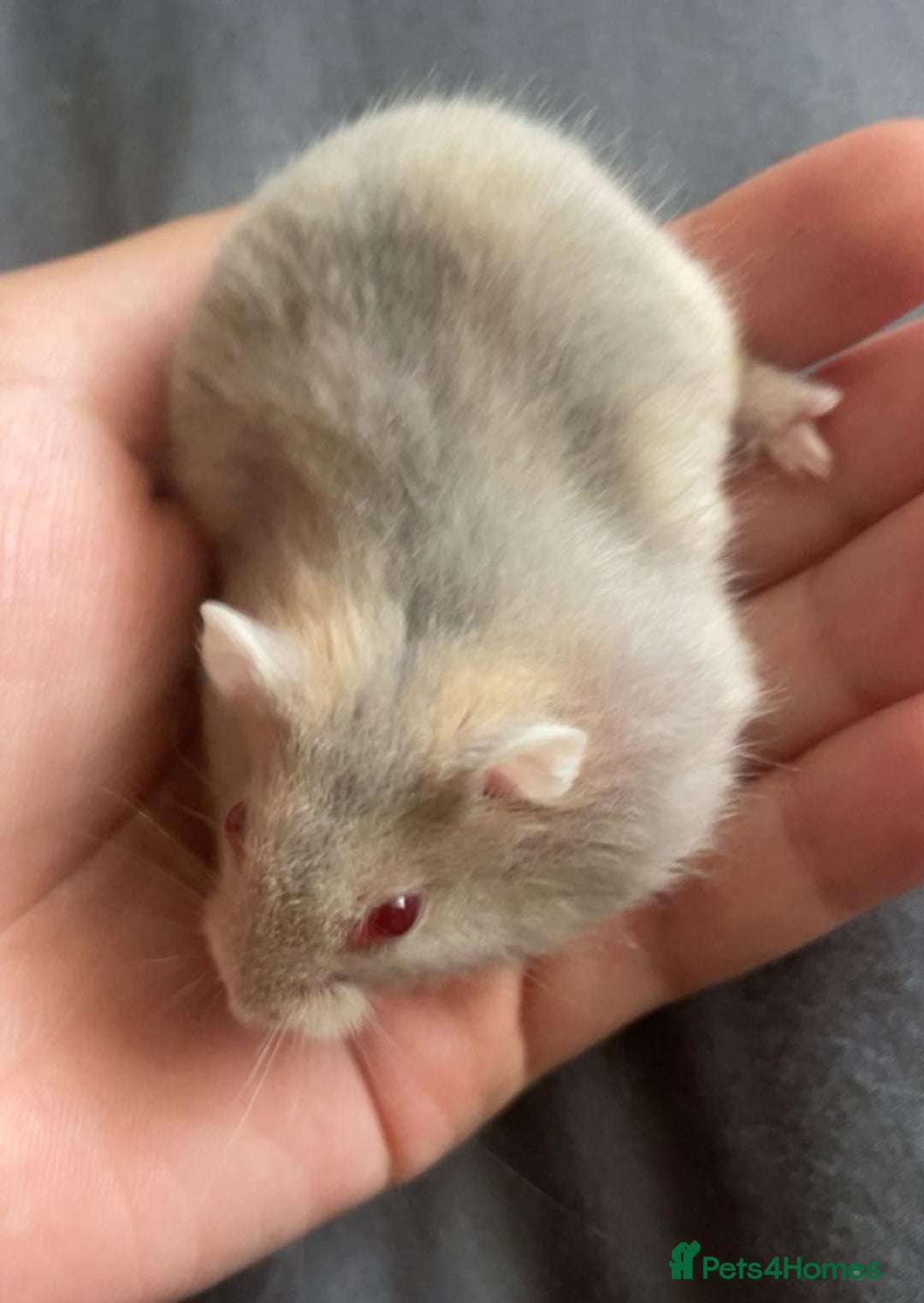 Hamster rodents for sale: Siberian hamsters  - Image 1