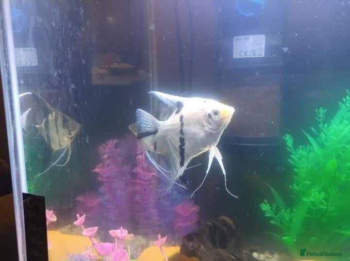 Angelfish fish Angel fish  - Advert 8