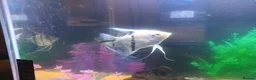 Angelfish fish for sale: Angel fish  in Chard - Advert 1