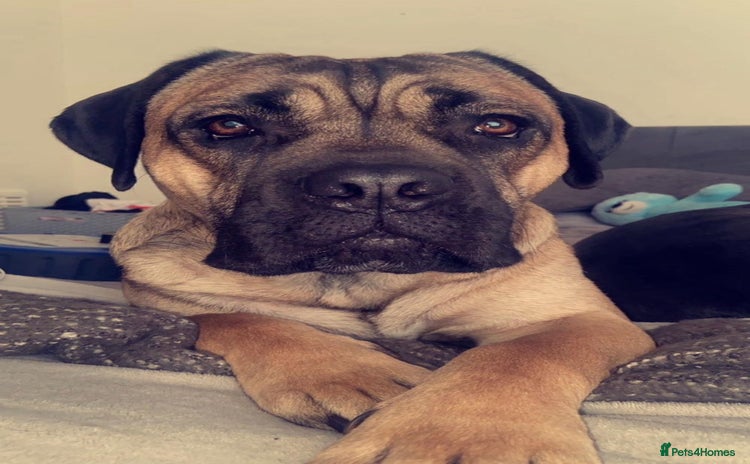 Cane Corso dogs - Advert 2