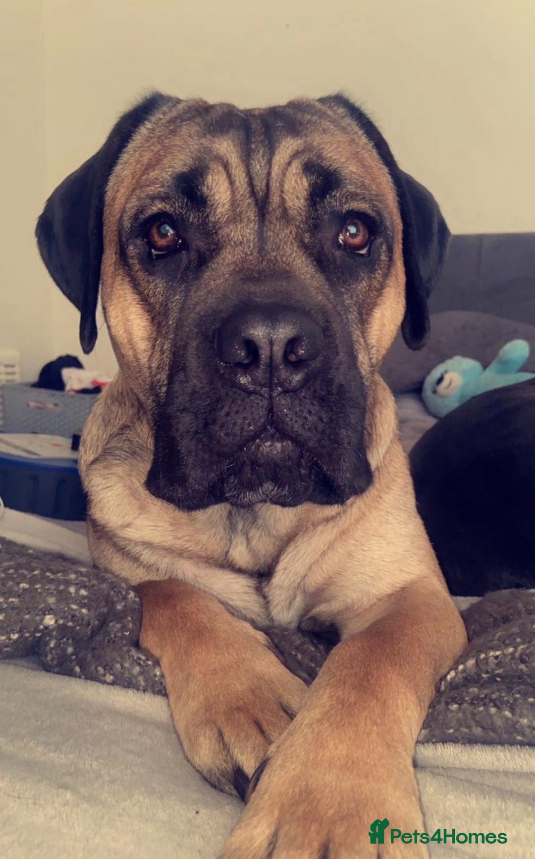 Cane Corso dogs for sale: Cane corso female  - Image 1