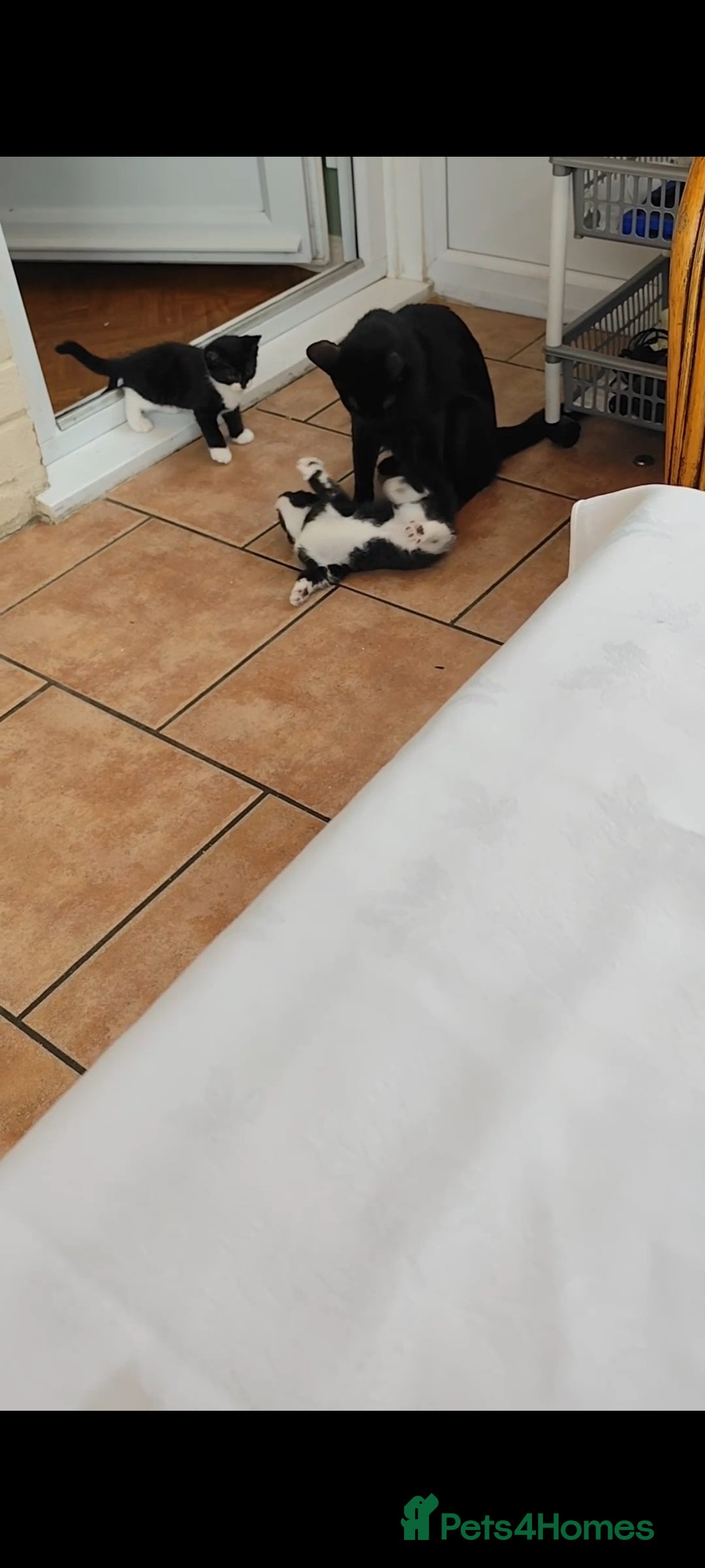 European cats for sale: Kittens for sale  - Image 11