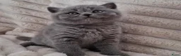 British Shorthair cats for sale: British shorthair kitten  - Advert 3
