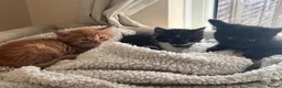 Ragdoll cats for sale: Ragdoll/Persian cross - 4 beautiful kittens - Advert 3