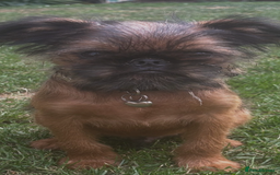 Griffon Bruxellois dogs for sale: Wolfy - Image 5