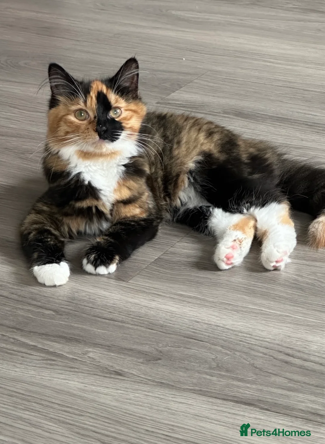 Mixed Breed cats for sale: Last girl available  - Advert 2