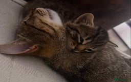 Domestic Shorthair cats for sale: Cute tabby male looking for new home - Image 9