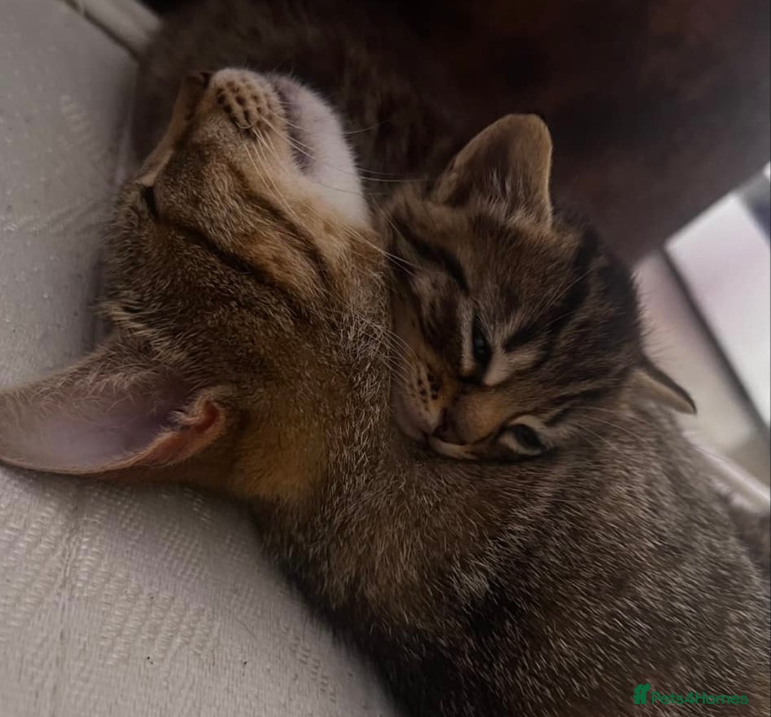Domestic Shorthair cats for sale: Cute tabby male looking for new home - Image 9