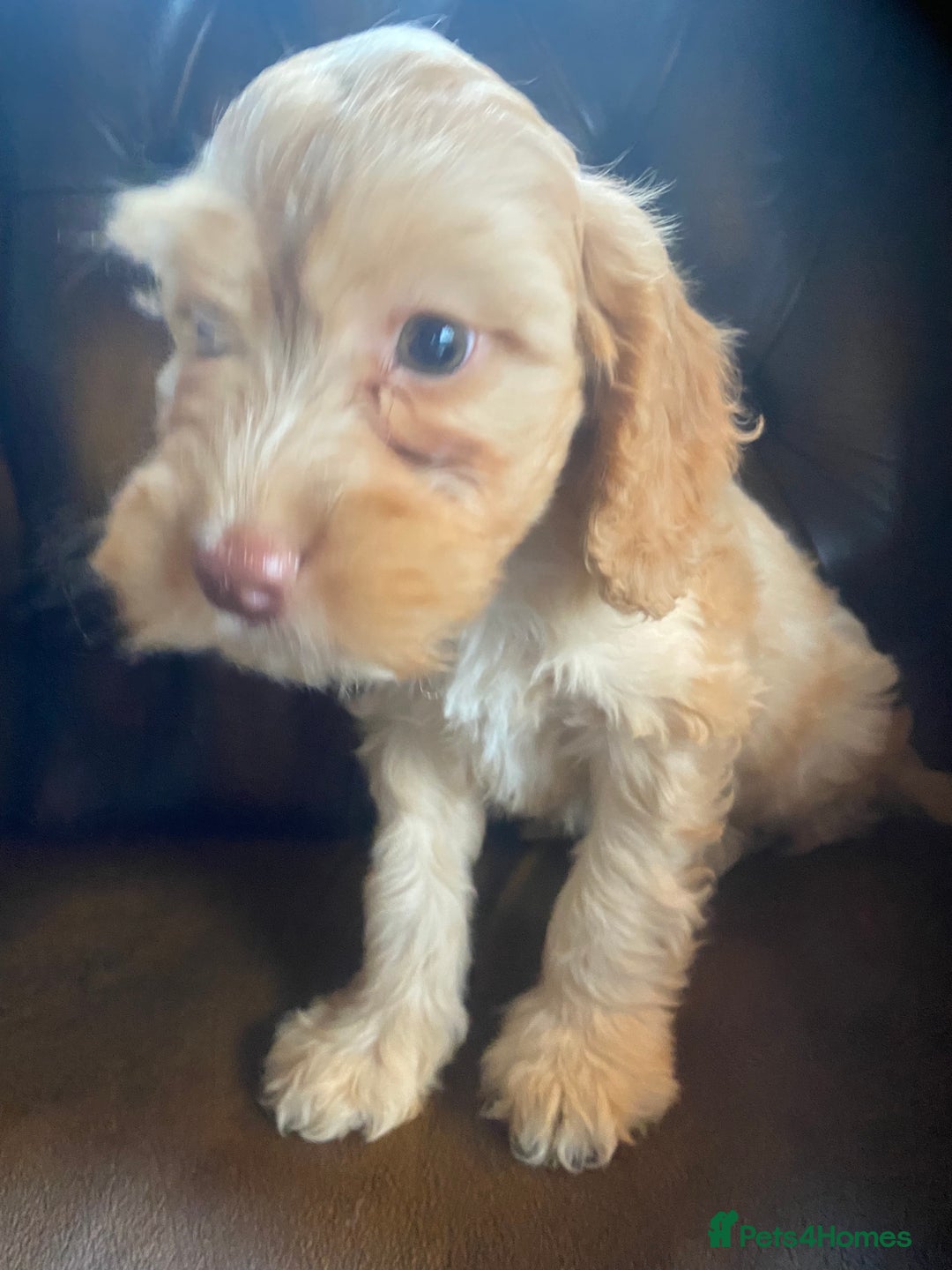 Cockapoo dogs for sale: Cockapoos  - Image 6