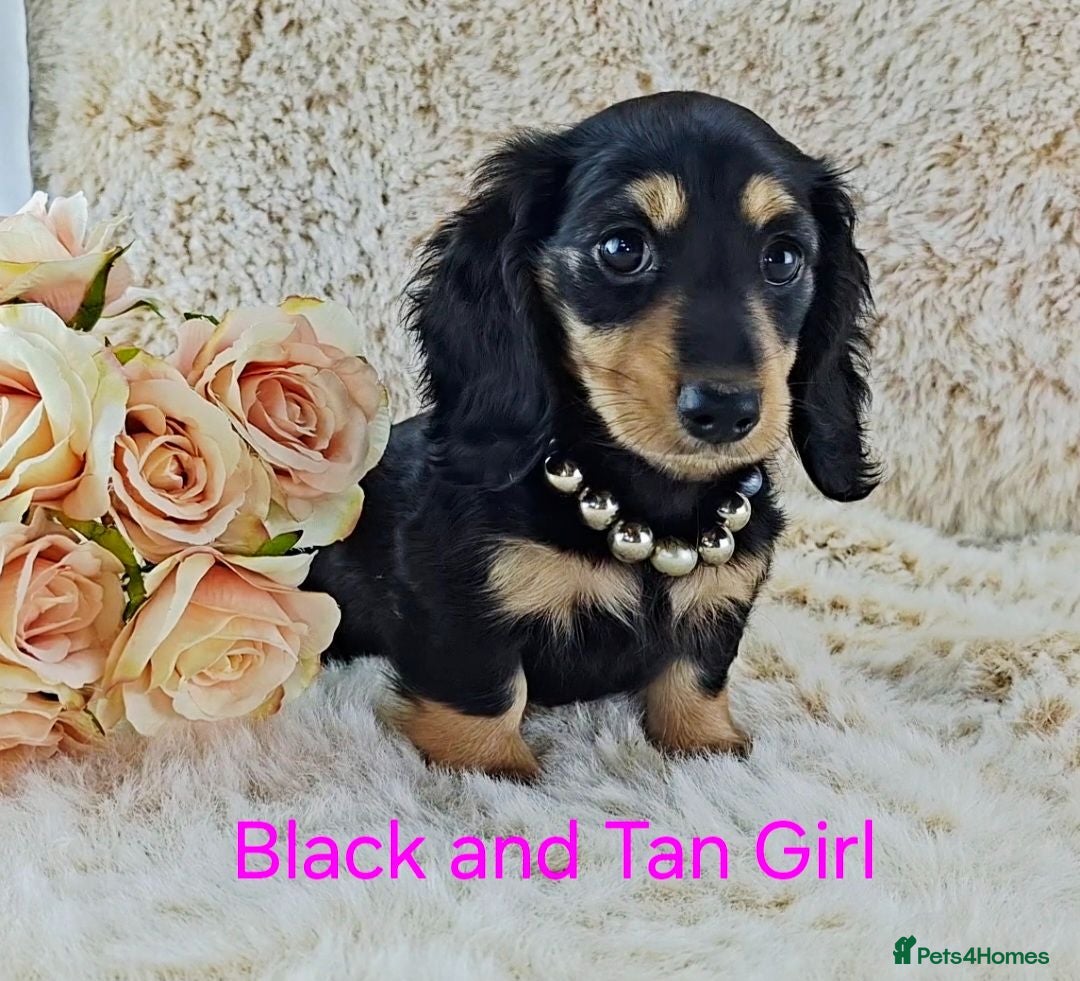Miniature Dachshund dogs Long coat Miniature Dachshund Puppies  - Advert 14