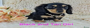 Black and Tan Girl 