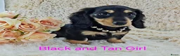 Miniature Dachshund dogs for sale: Long coat Miniature Dachshund Puppies  - Advert 2