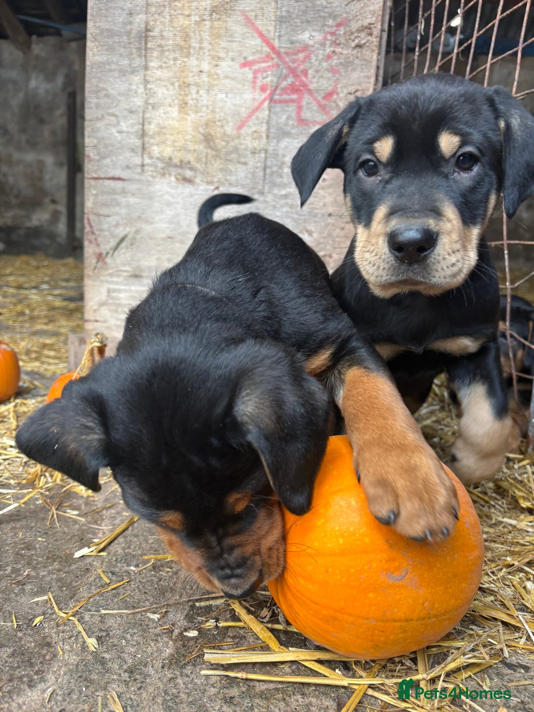 Huntaway dogs for sale: CHUNKY HUNTAWAY PUPPIES FOR SALE  - Image 10