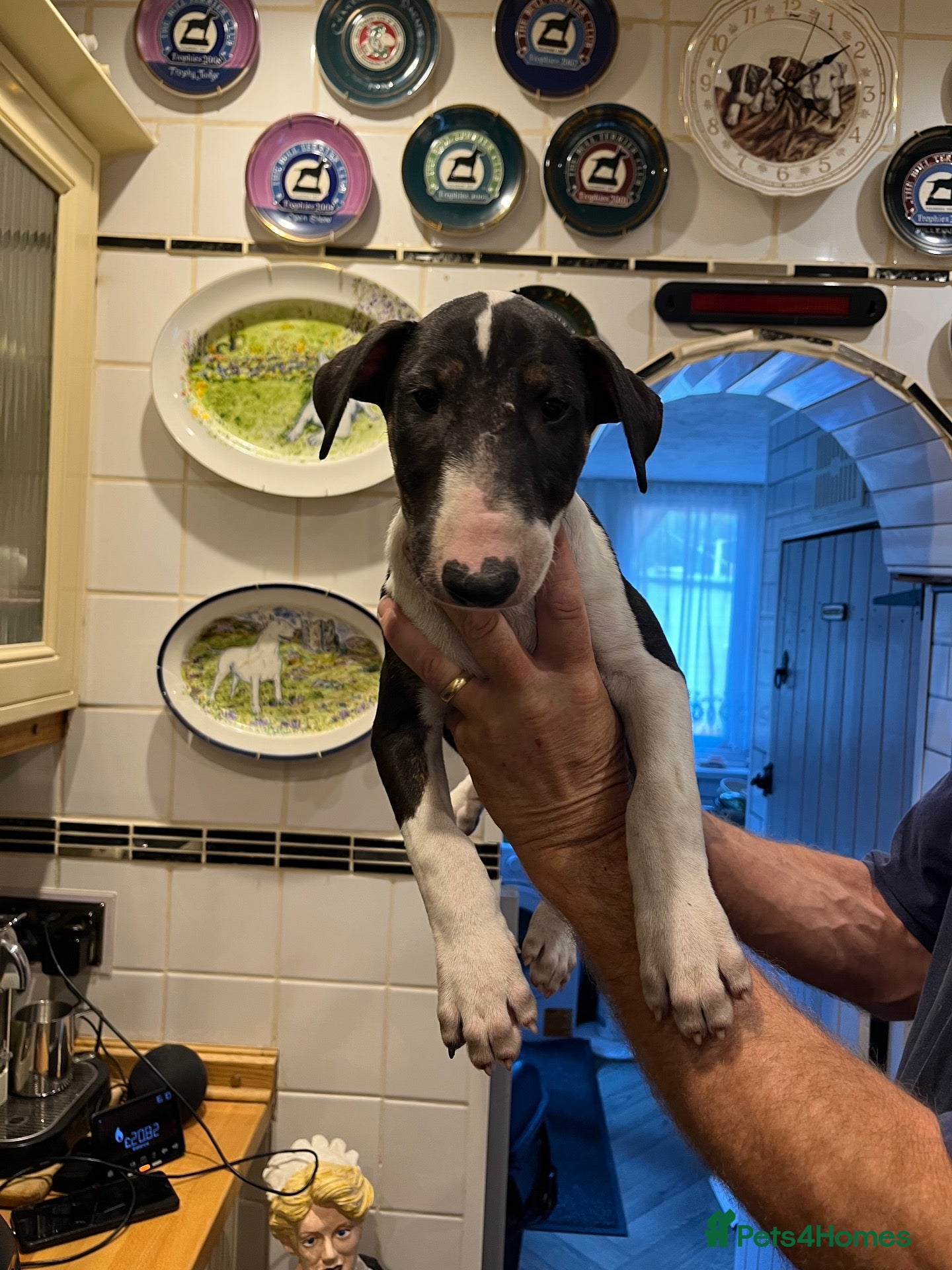 English Bull Terrier dogs English bull terrier puppies - Advert 1