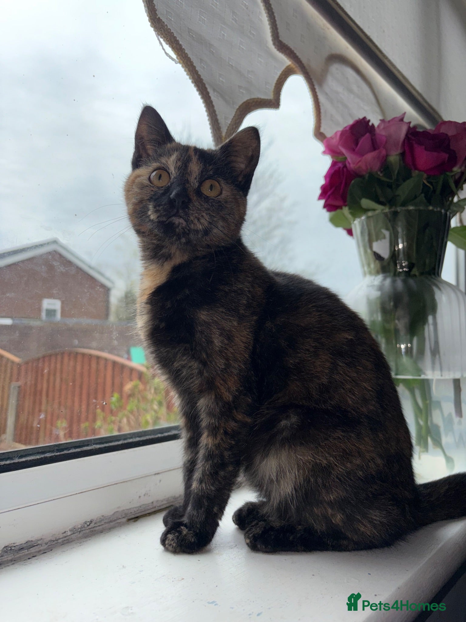 Mixed Breed cats Tortoiseshell Girl kitten for sale  - Advert 3