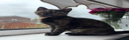 Mixed Breed cats for sale: Tortoiseshell Girl kitten for sale  - Advert 1