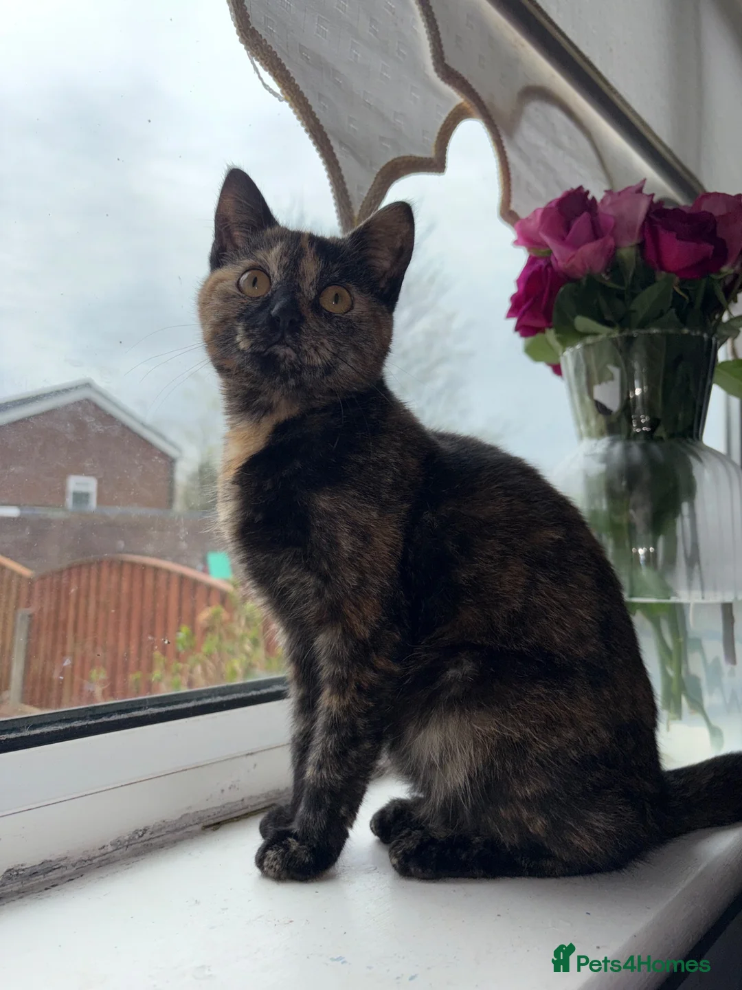 Mixed Breed cats for sale: Tortoiseshell Girl kitten for sale  - Advert 1