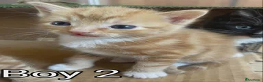 Kitten boy 2
