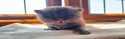 British Shorthair cats for sale: 2 female GCCF British short hair kittens - Advert 29