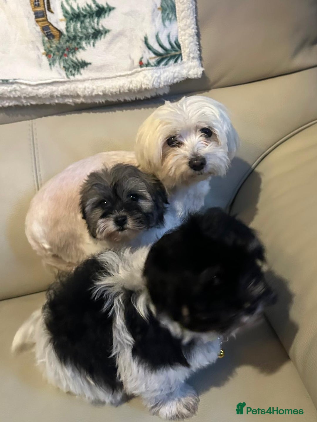 Malshi dogs for sale: Maltese x shih tzu - Malshi puppies - Advert 2