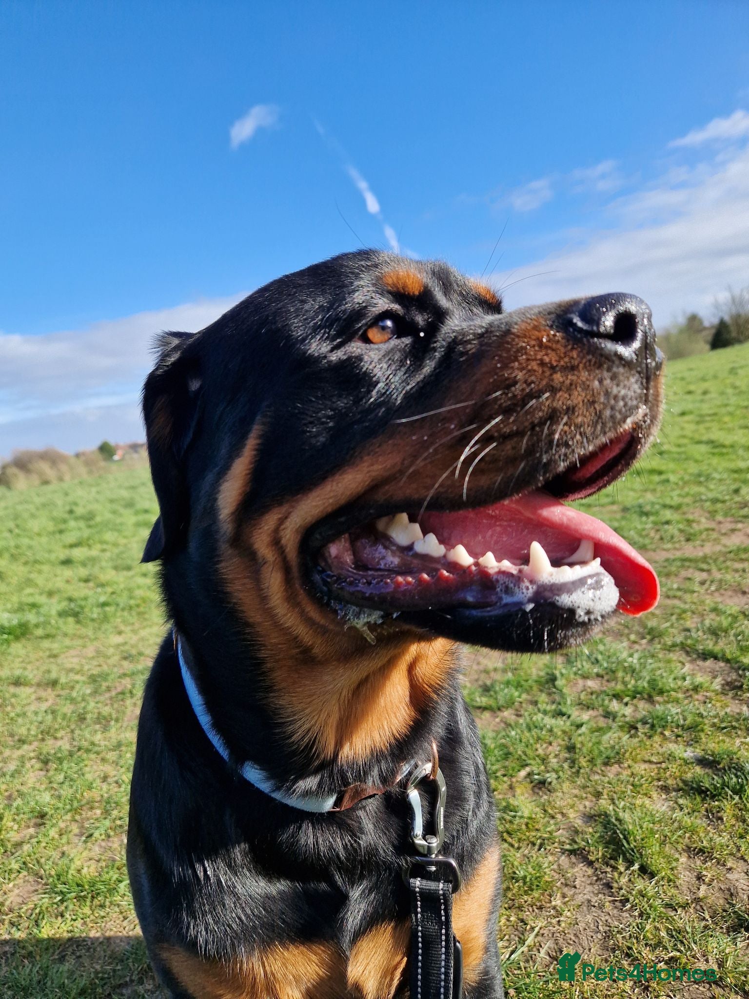 Rottweiler dogs Beautiful Rottweiler needing the right home ❤️ - Advert 1