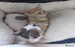 Maine Coon cats for sale: Maine coon x sphynx kittens - Image 18