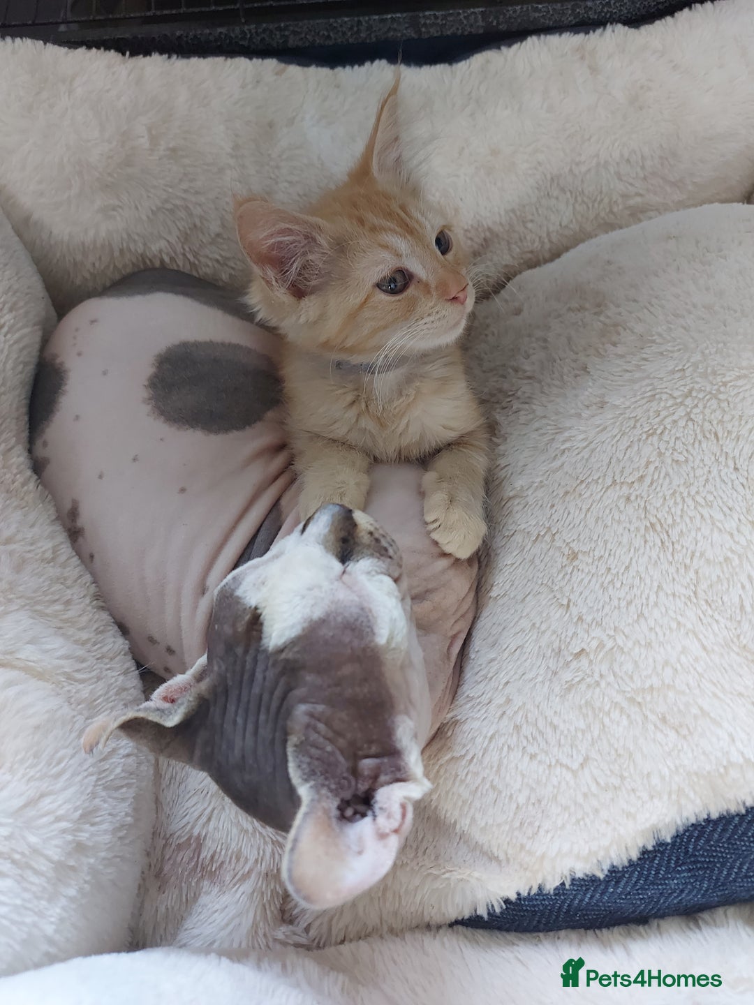 Maine Coon cats for sale: Maine coon x sphynx kittens - Image 18