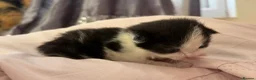 Mixed Breed cats for sale: fluffy kittens for sale!💗💗 - Advert 9